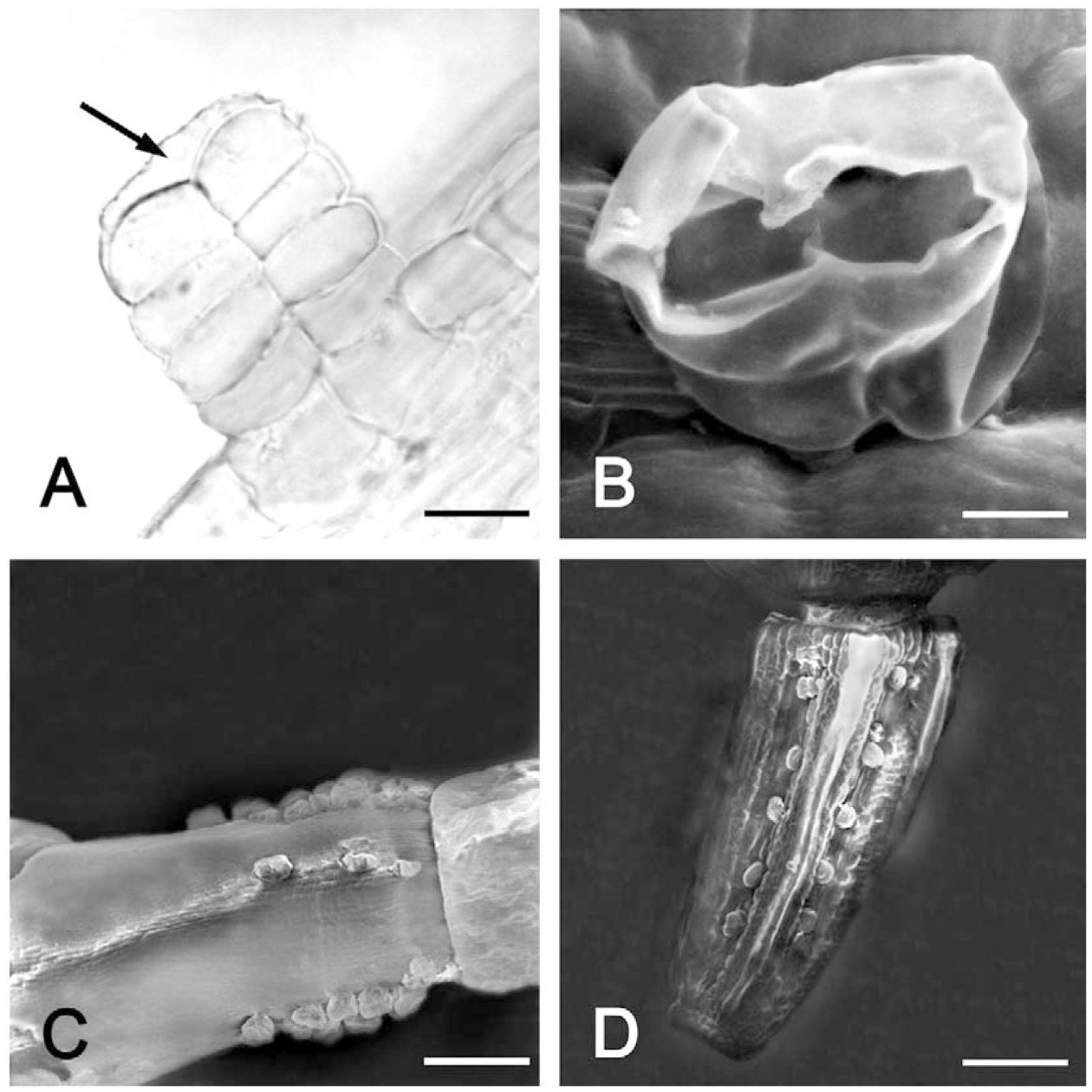 Glandular Hairs and Secretory Ducts of Matricaria chamomilla ...