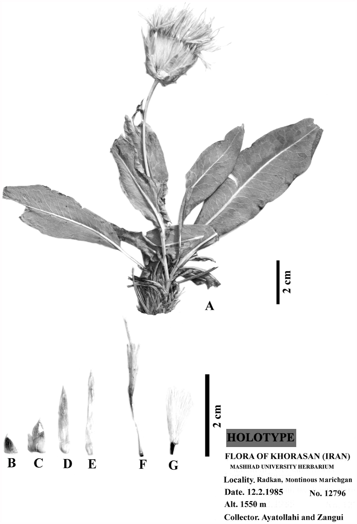 Klasea nana (Asteraceae), a New Species from NE Iran