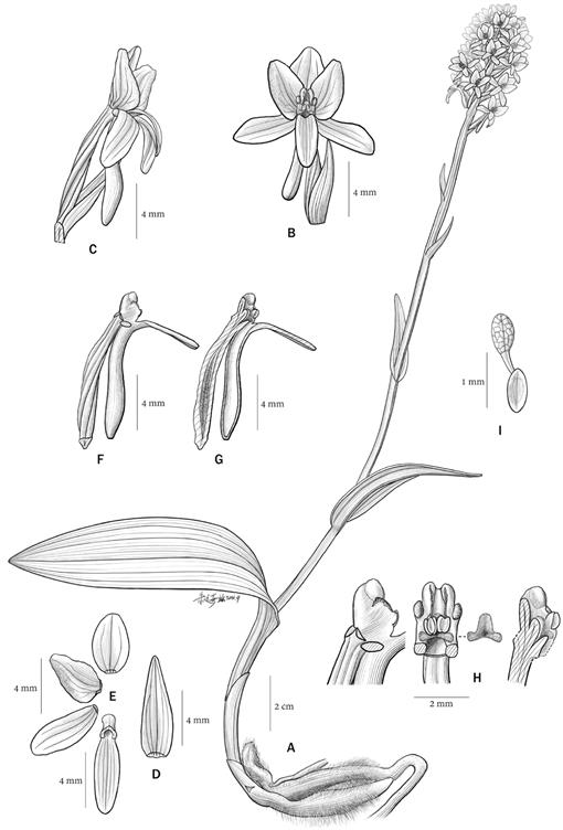 Platanthera nanlingensis (Orchidaceae), a New Species from Guangdong ...