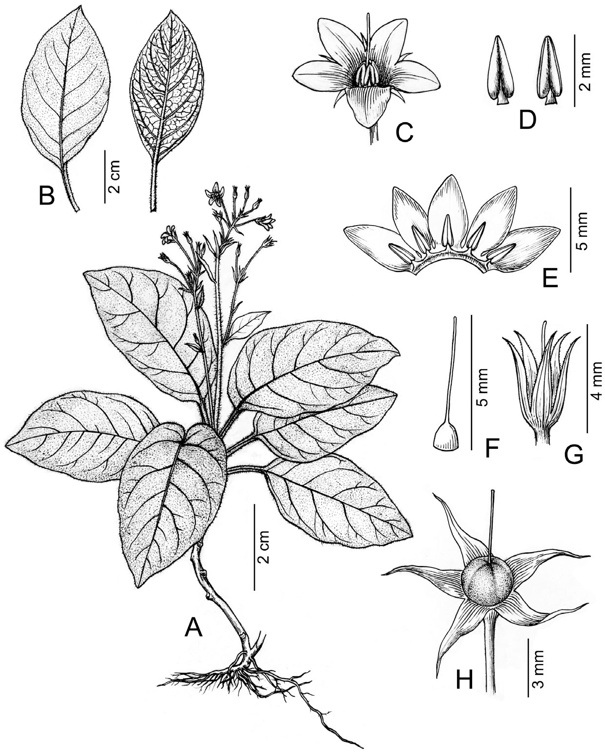 Lysimachia sinopilosa (Primulaceae), a New Species from Yunnan, China