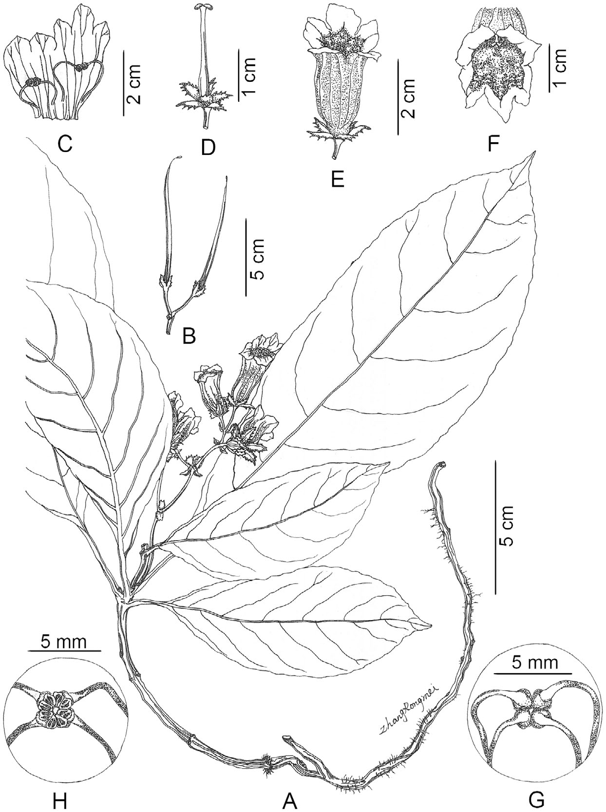 Loxostigma hekouensis (Gesneriaceae), a New Species from Yunnan ...