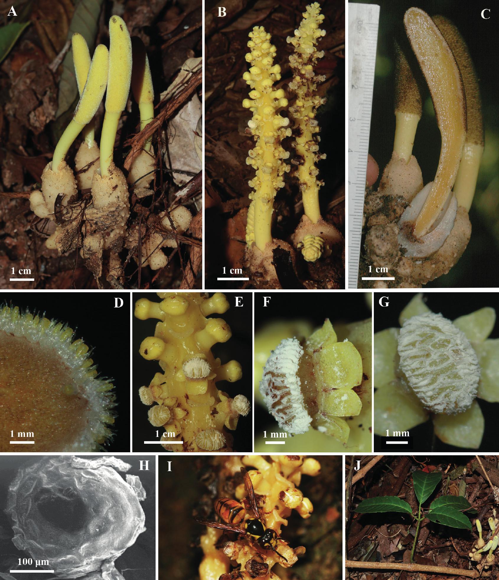 Balanophora Aphylla Balanophoraceae A New Holoparasitic Species From Vietnam