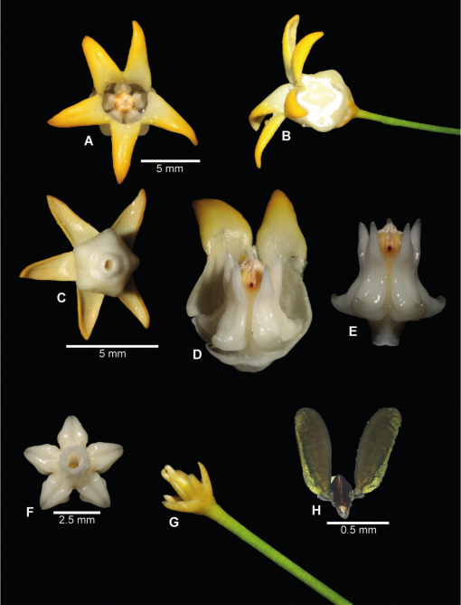 Hoya occultata (Apocynaceae, Asclepiadoideae), a New Species from Sulawesi,  Indonesia