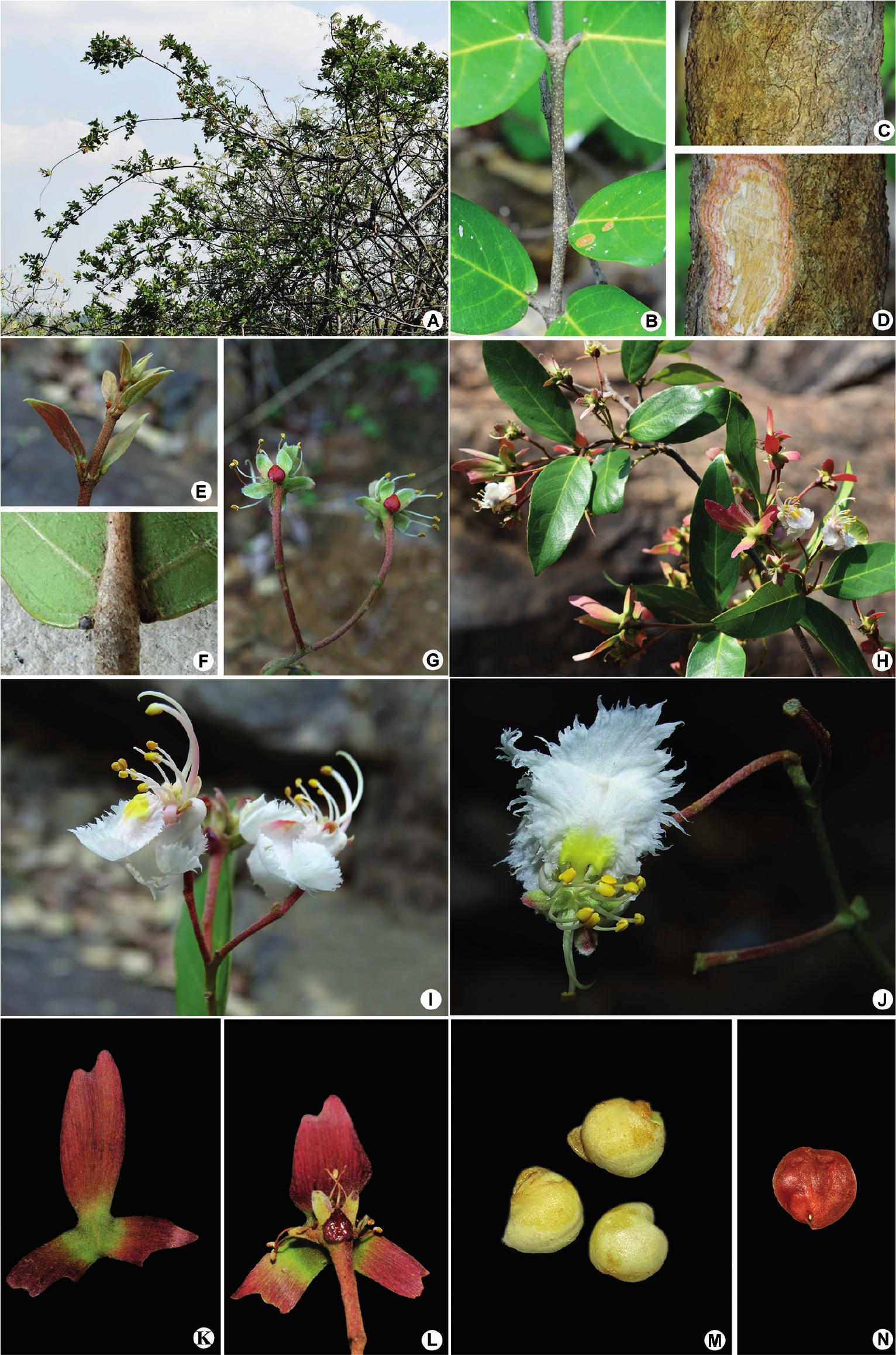 Hiptage laxiflora (Malpighiaceae), a New Species from Southern India