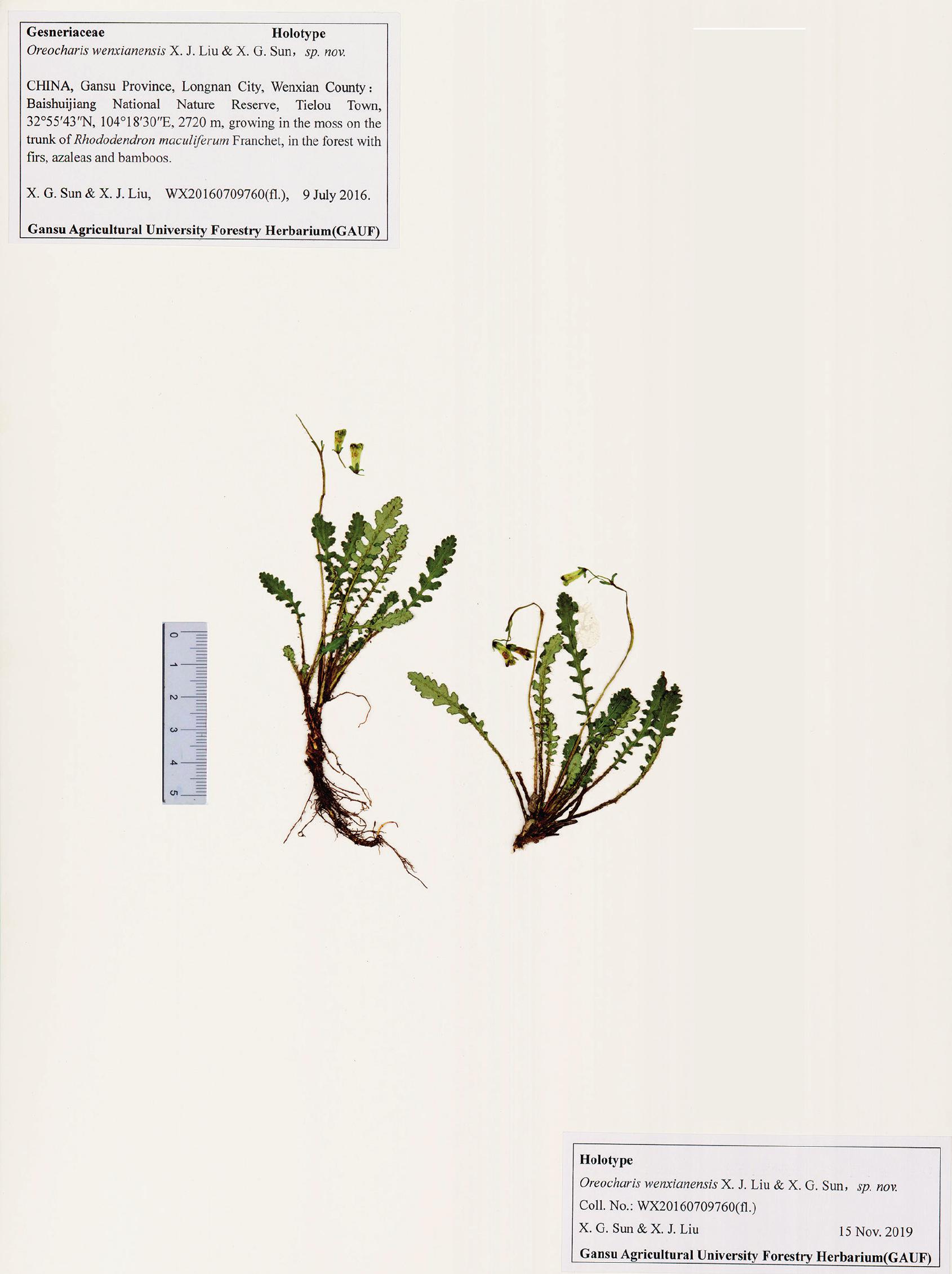 Oreocharis Wenxianensis Gesneriaceae A New Species From Gansu Province China