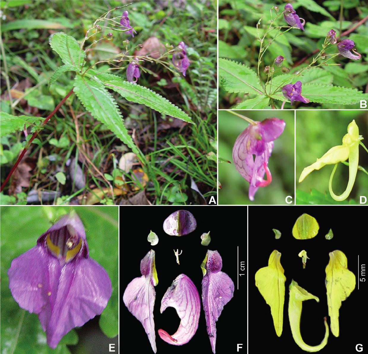 Impatiens shangjiangensis (Balsaminaceae), a New Species from Yunnan, China