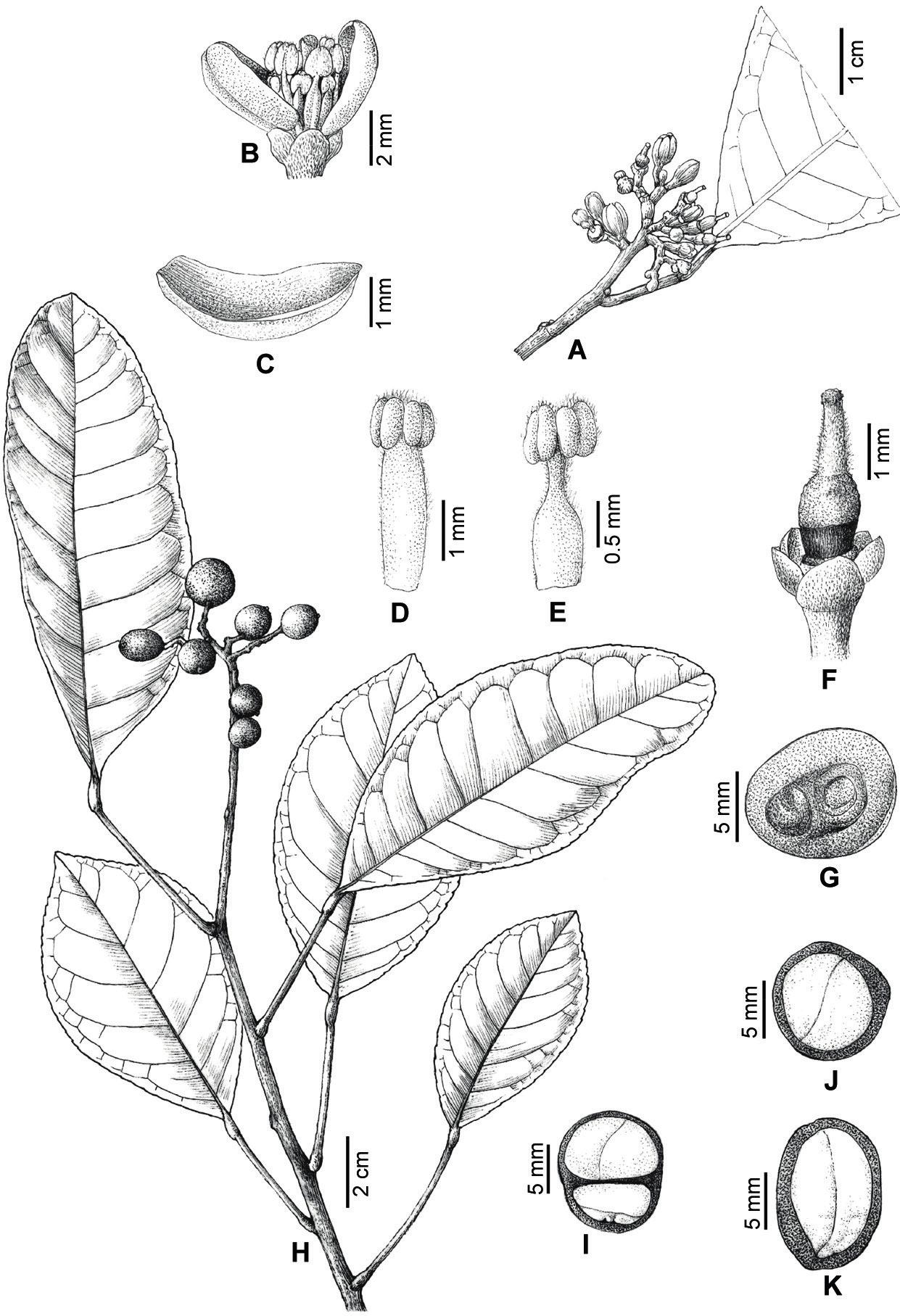 Bergera unifolia (Rutaceae), A New Species from Guangxi (China 