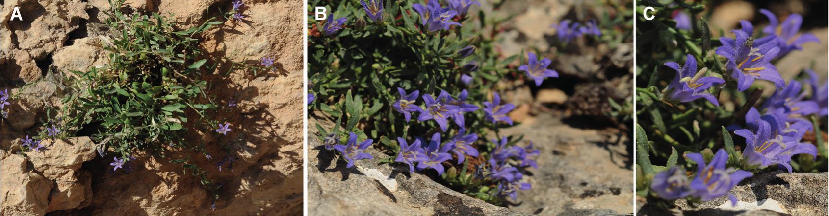 Campanula adiyamanensis (Campanulaceae), a New Species from East ...