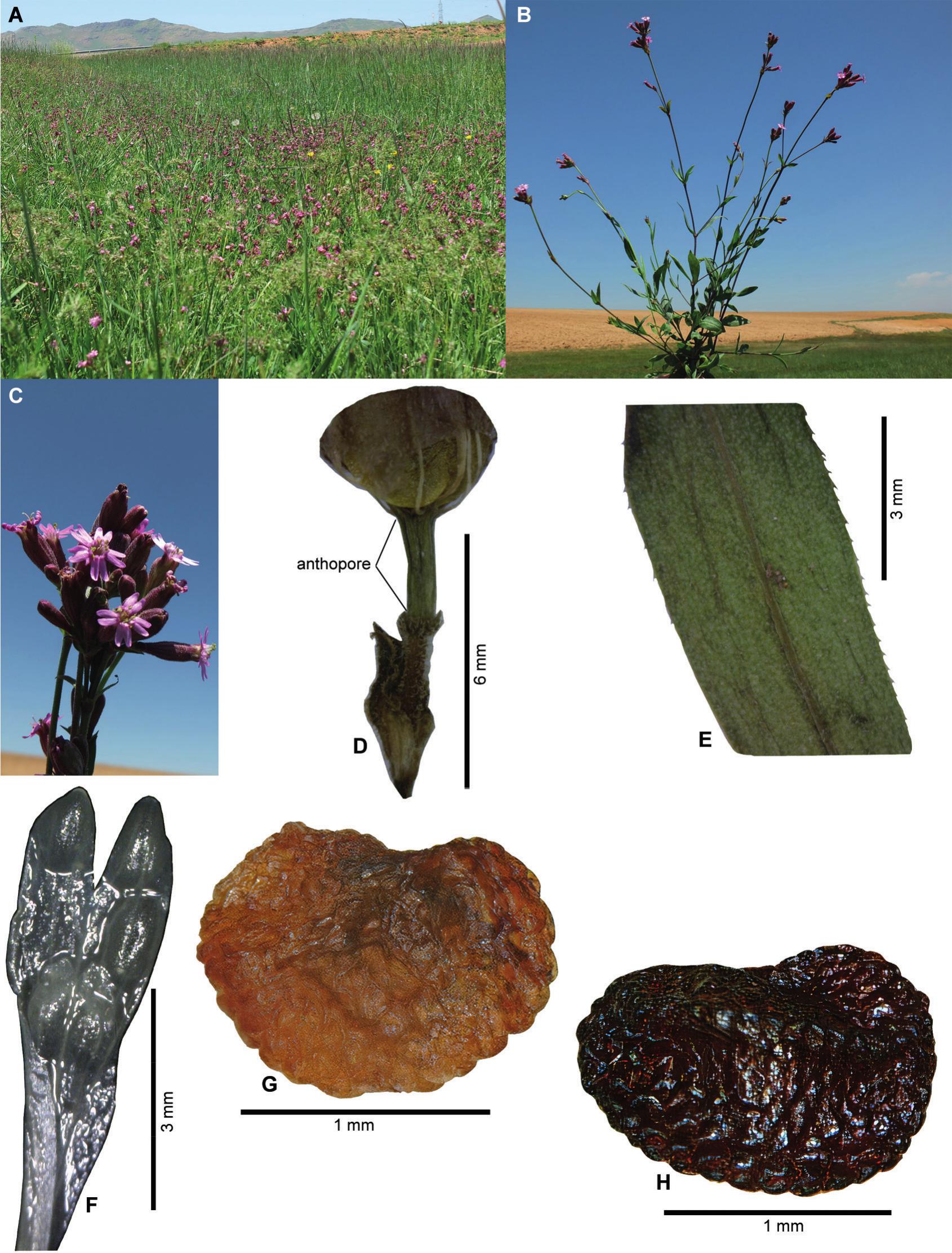 Silene kurdistanica (Caryophyllaceae, sect. Auriculatae) a New Species ...