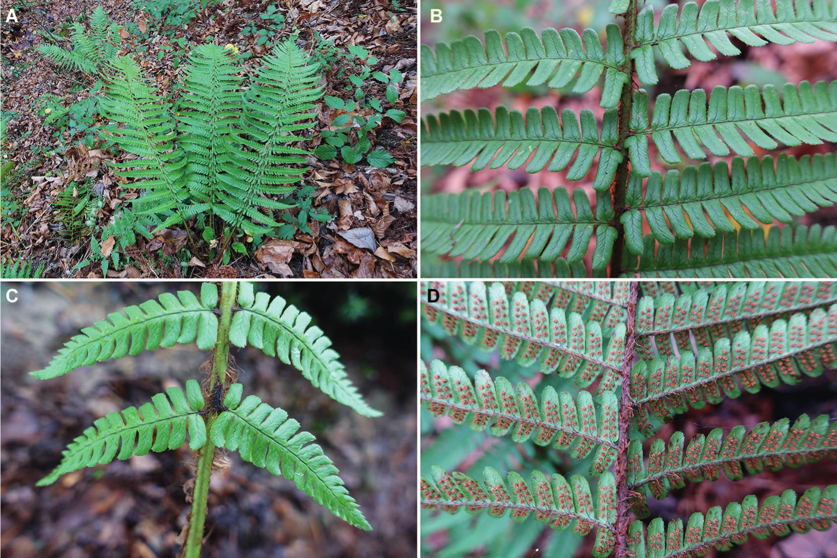 Taxonomic Revision of the Dryopteris affinis Complex (Dryopteridaceae ...