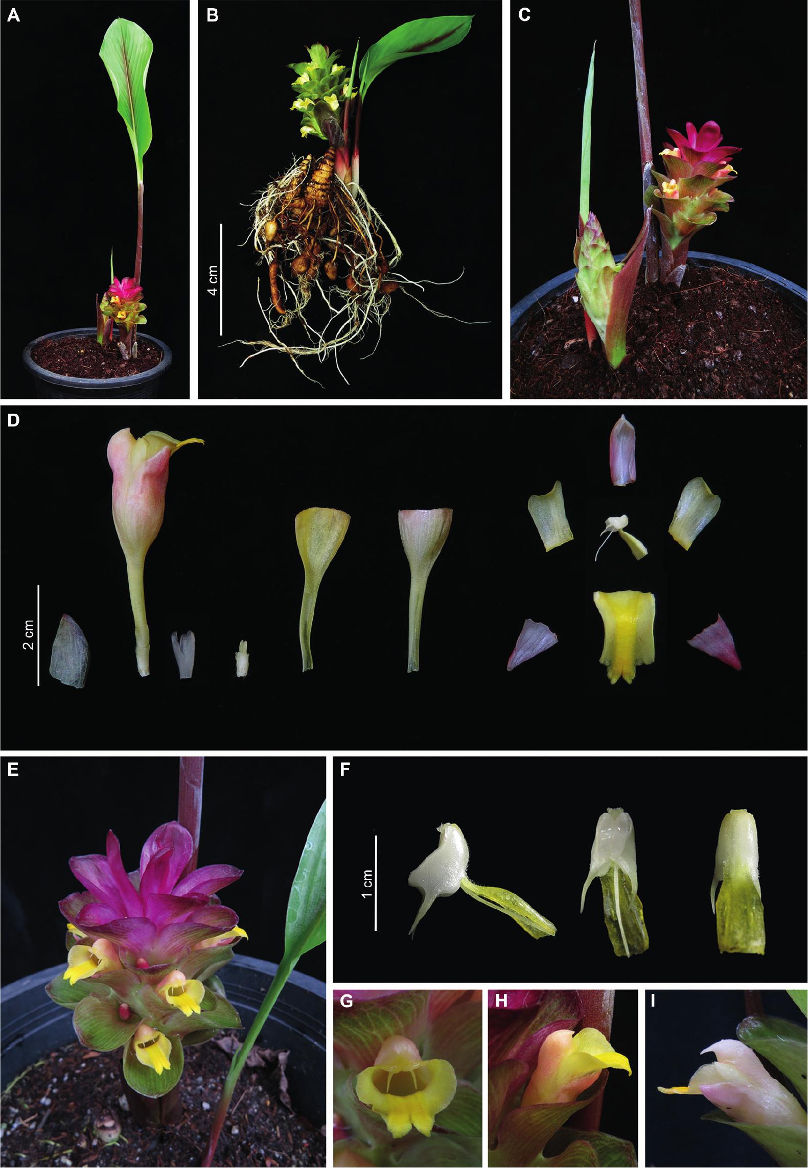 Curcuma diversicolor (Zingiberaceae), a New Species from Northern ...