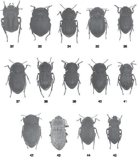 Revision Of The Genus Asida Latreille 1802 Part I The - 