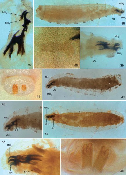 Stenochironomus roquei n. sp., larva. A, antenna, B, labrum, C