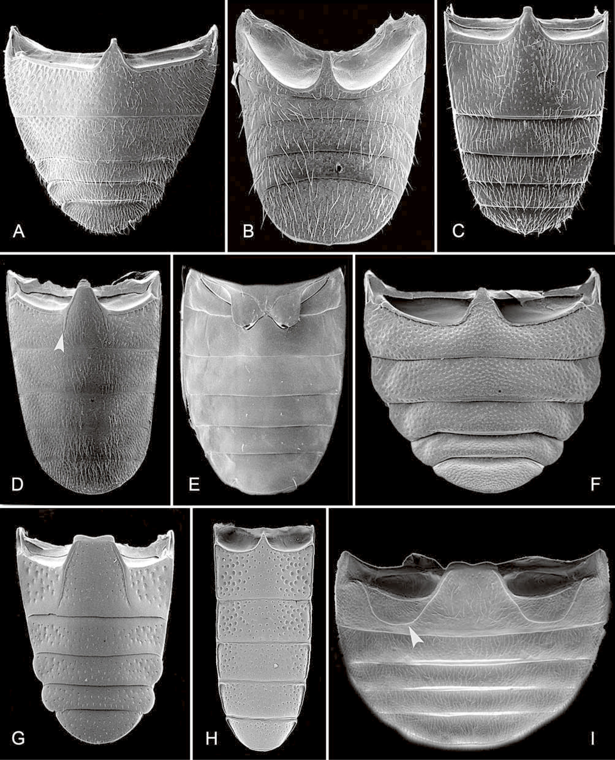 Phylogeny of the Coleoptera Based on Morphological Characters of Adults ...