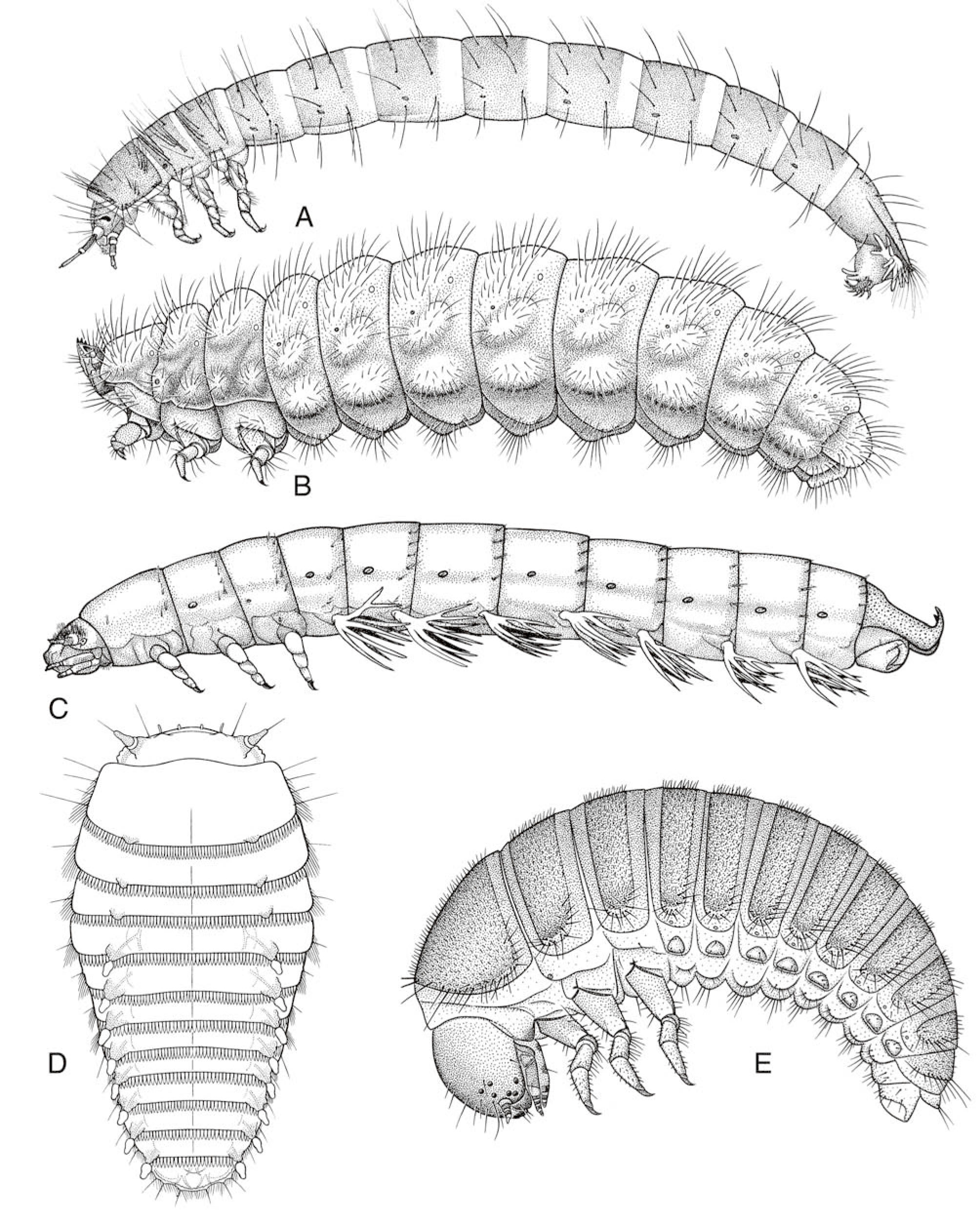 Phylogeny of the Coleoptera Based on Morphological Characters of Adults ...