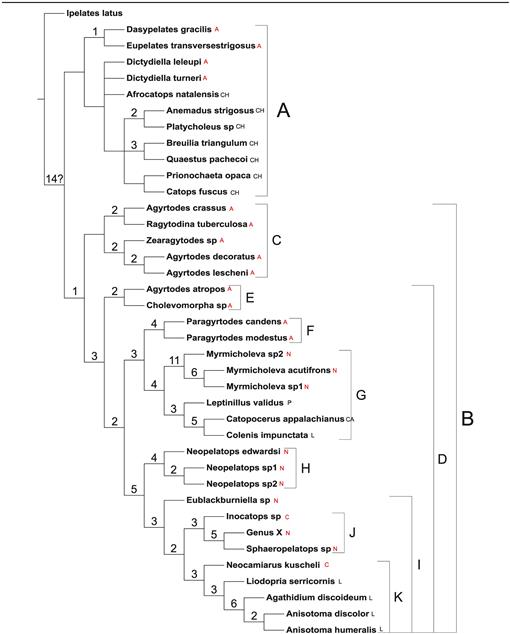 Phylogenetic Analysis Of Camiarinae Coleoptera Leiodidae Based On Larval Morphology