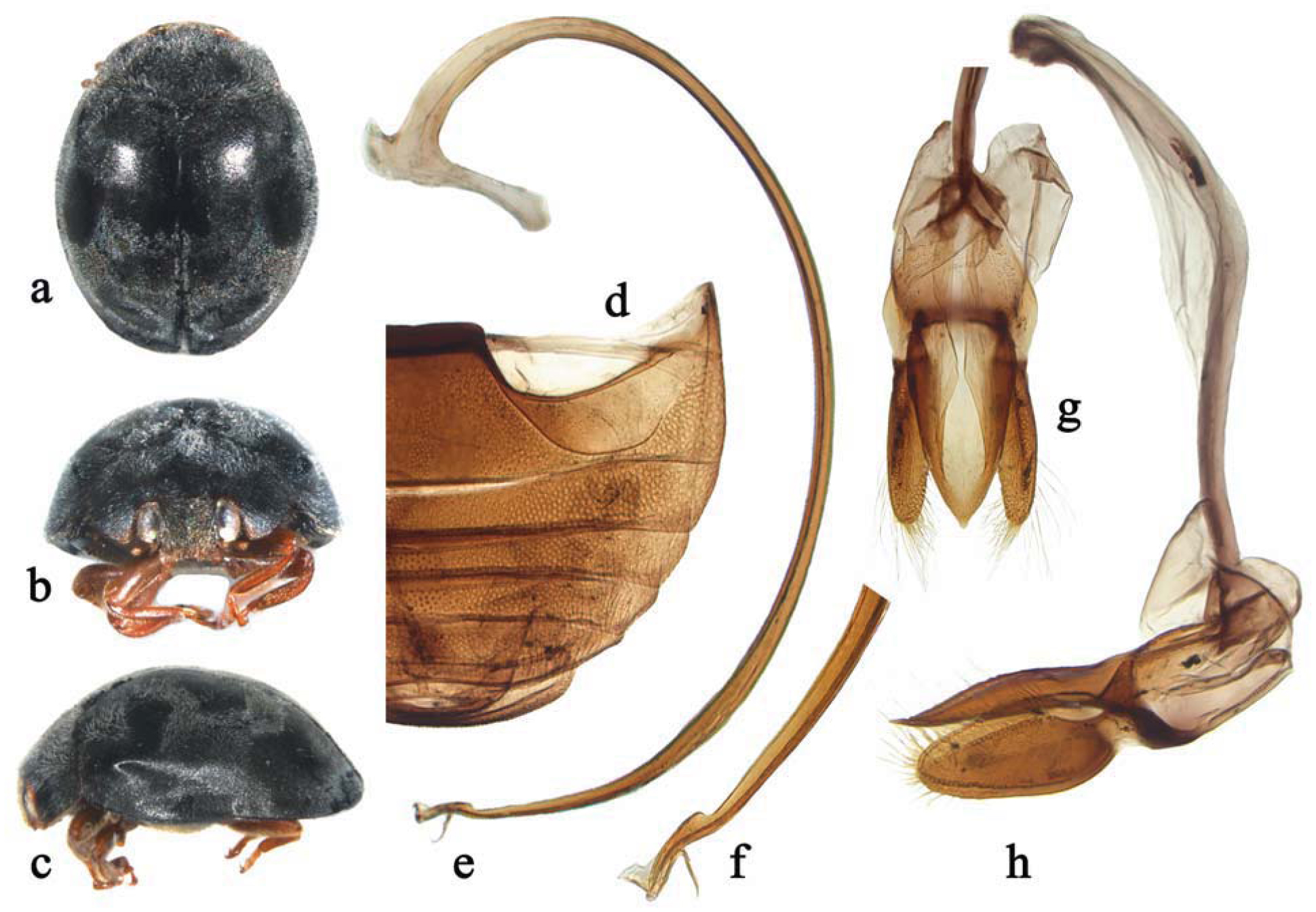 Scymba Insect A Review of the Subgenus Scymnus of Scymnus from China (Coleoptera ...