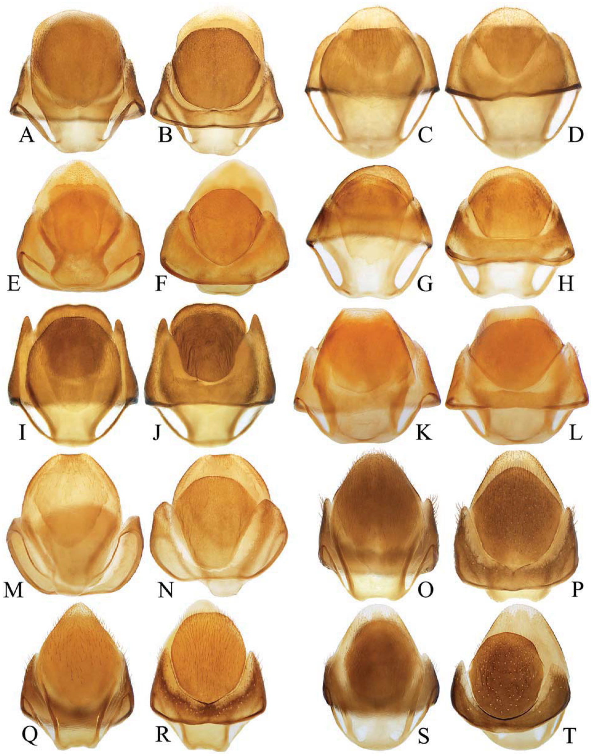 Genera Of Dascillinae Coleoptera Dascillidae With A Review Of The Asian Species Of Dascillus Latreille Petalon Schonherr And Sinocaulus Fairmaire