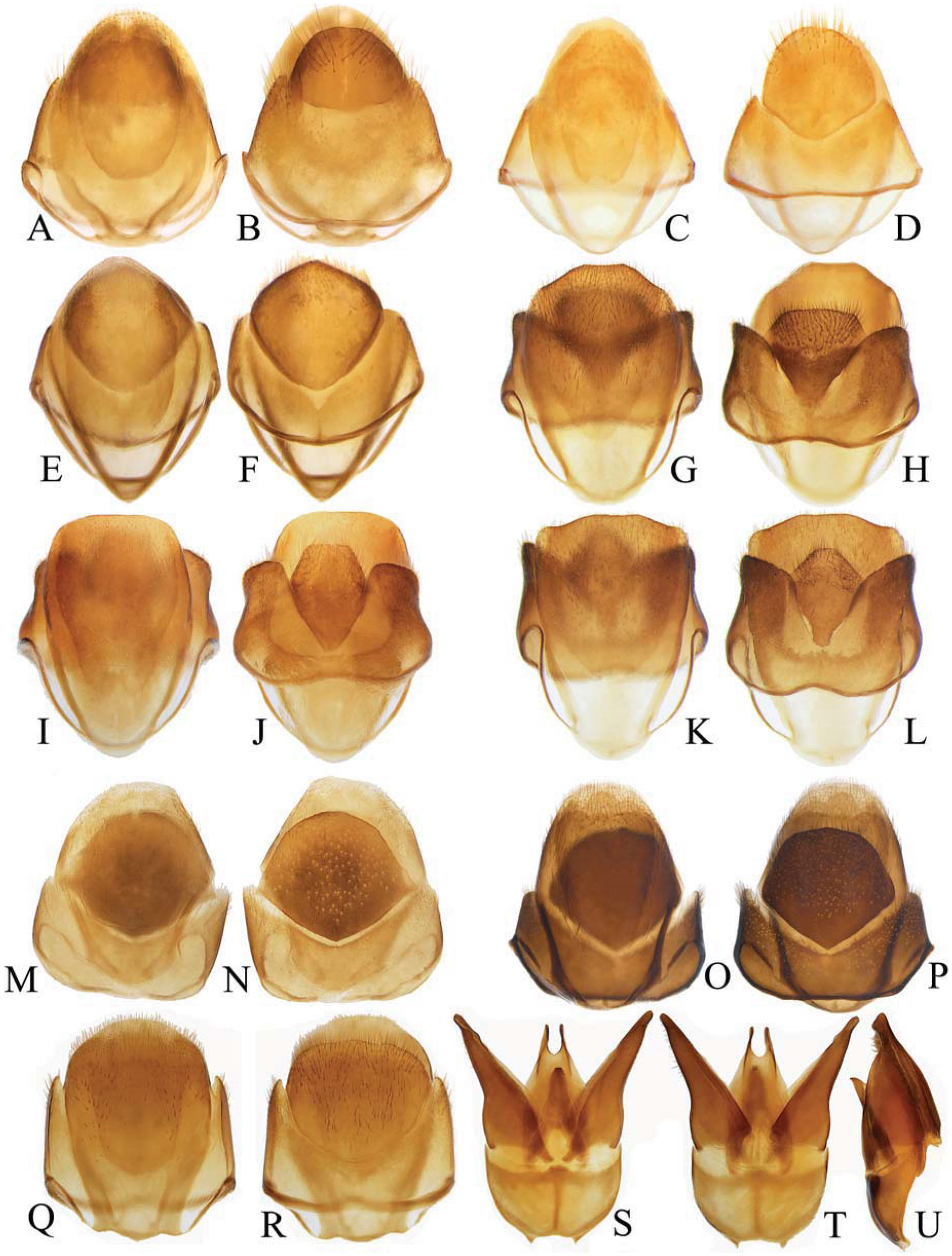 Genera Of Dascillinae Coleoptera Dascillidae With A Review Of The Asian Species Of Dascillus Latreille Petalon Schonherr And Sinocaulus Fairmaire