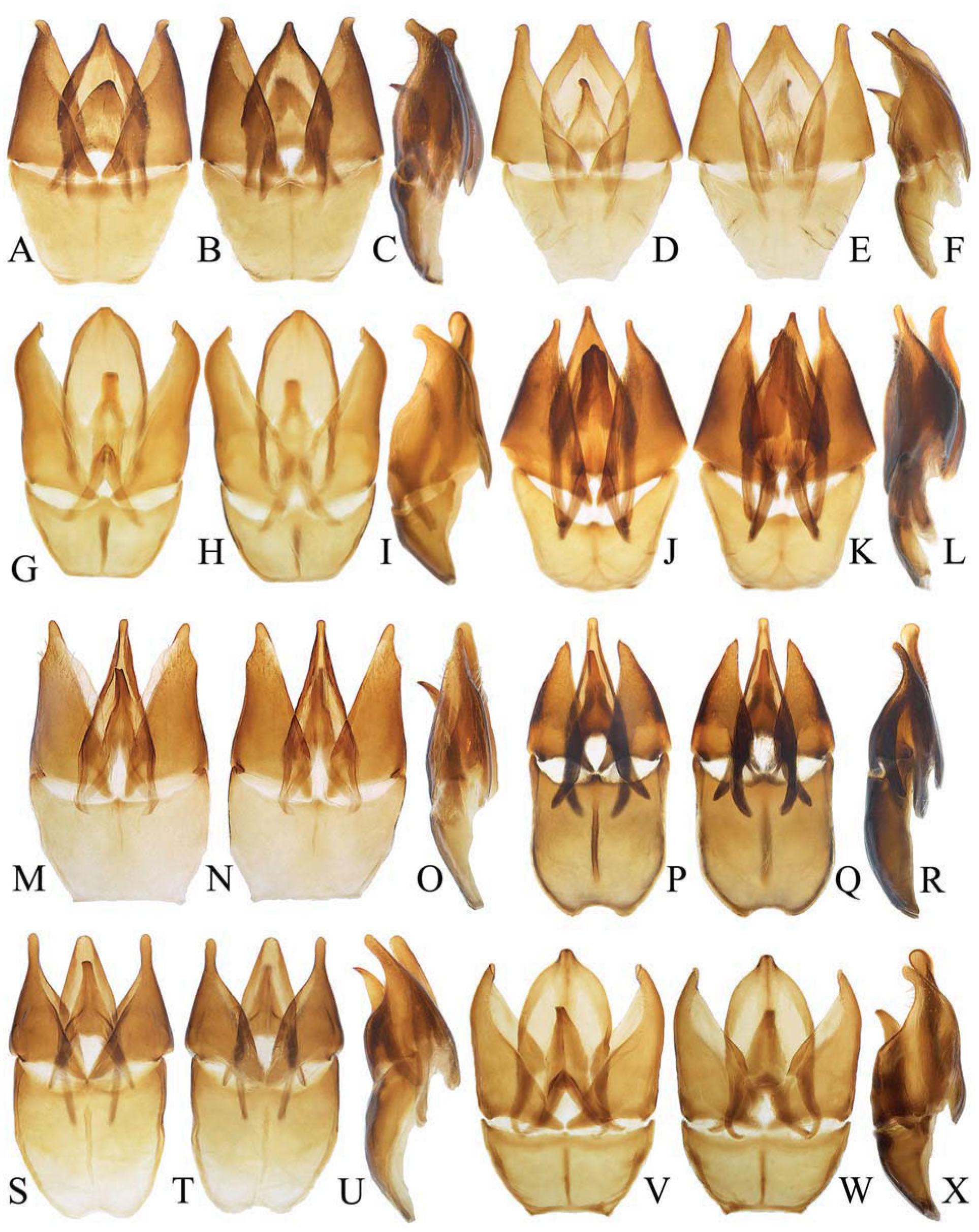 Genera Of Dascillinae Coleoptera Dascillidae With A Review Of The Asian Species Of Dascillus Latreille Petalon Schonherr And Sinocaulus Fairmaire