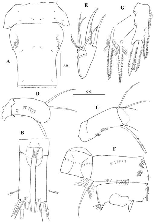 Cyclopid Current Invasions of Asian Cyclopid Species (Copepoda: Cyclopidae) in ...
