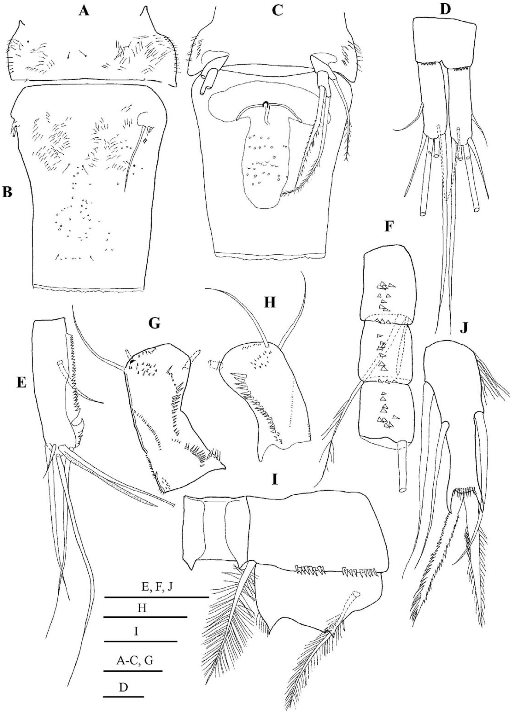 Cyclopid Current Invasions of Asian Cyclopid Species (Copepoda: Cyclopidae) in ...