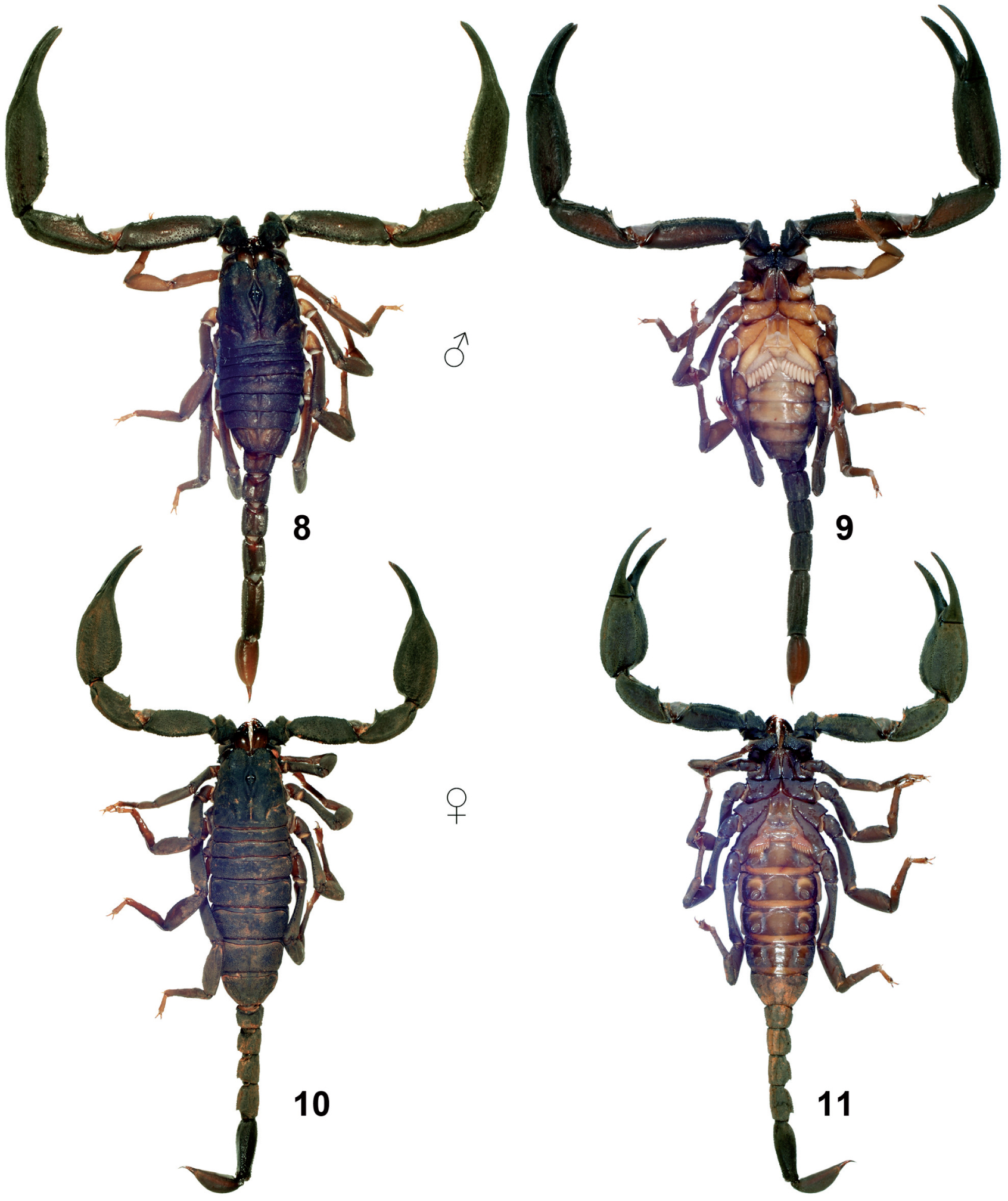 Two New Species of Euscorpiops Vachon, 1980 from Thailand and Myanmar ...