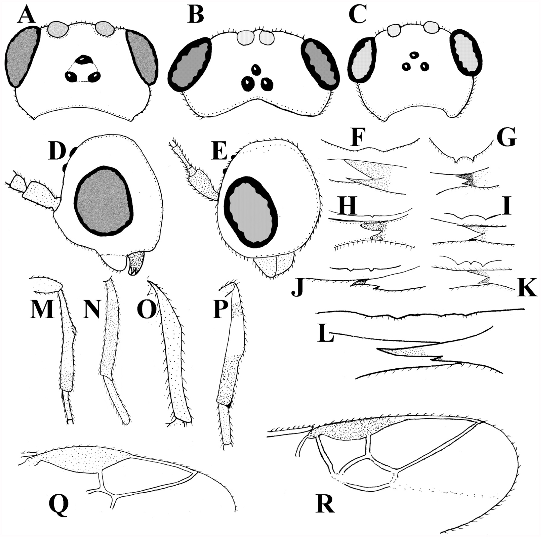 Revision Of The Subfamily Cheloninae Hymenoptera Braconidae From Egypt With Description Of Two New Species