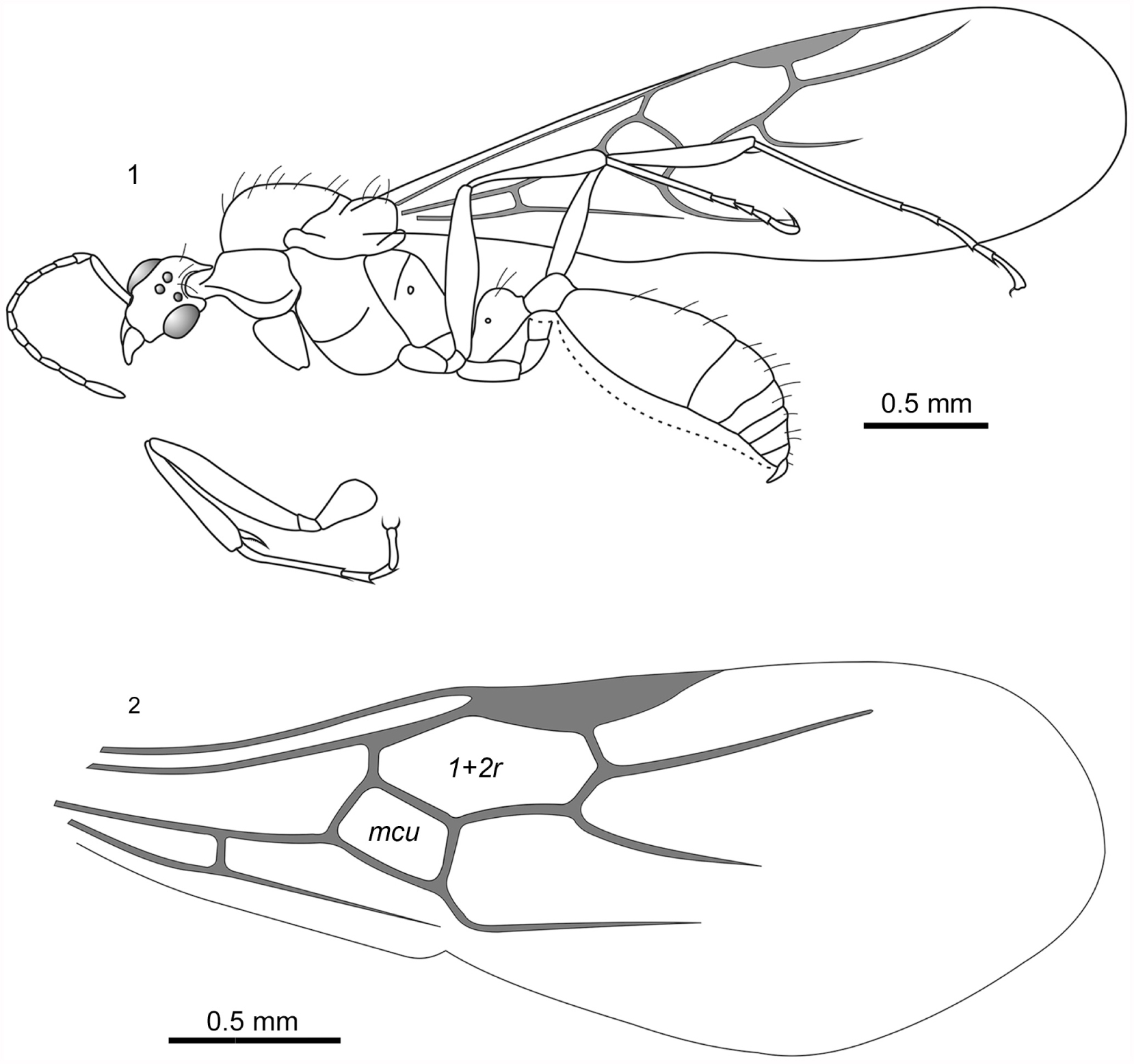 First Record of the Ant Genus Crematogaster (Hymenoptera: Formicidae) from  the Late Eocene European Ambers