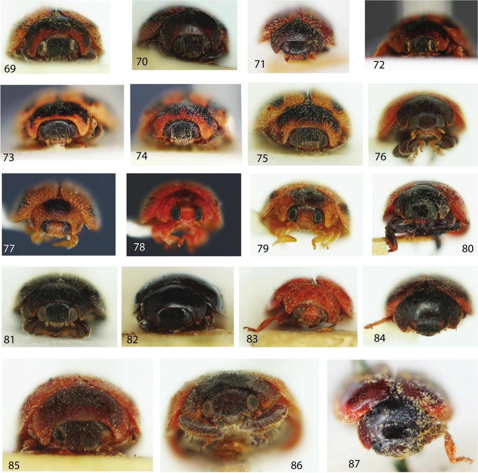 Revision Of The Australian Coccinellidae Coleoptera Genus Novius Mulsant Of Tribe Noviini