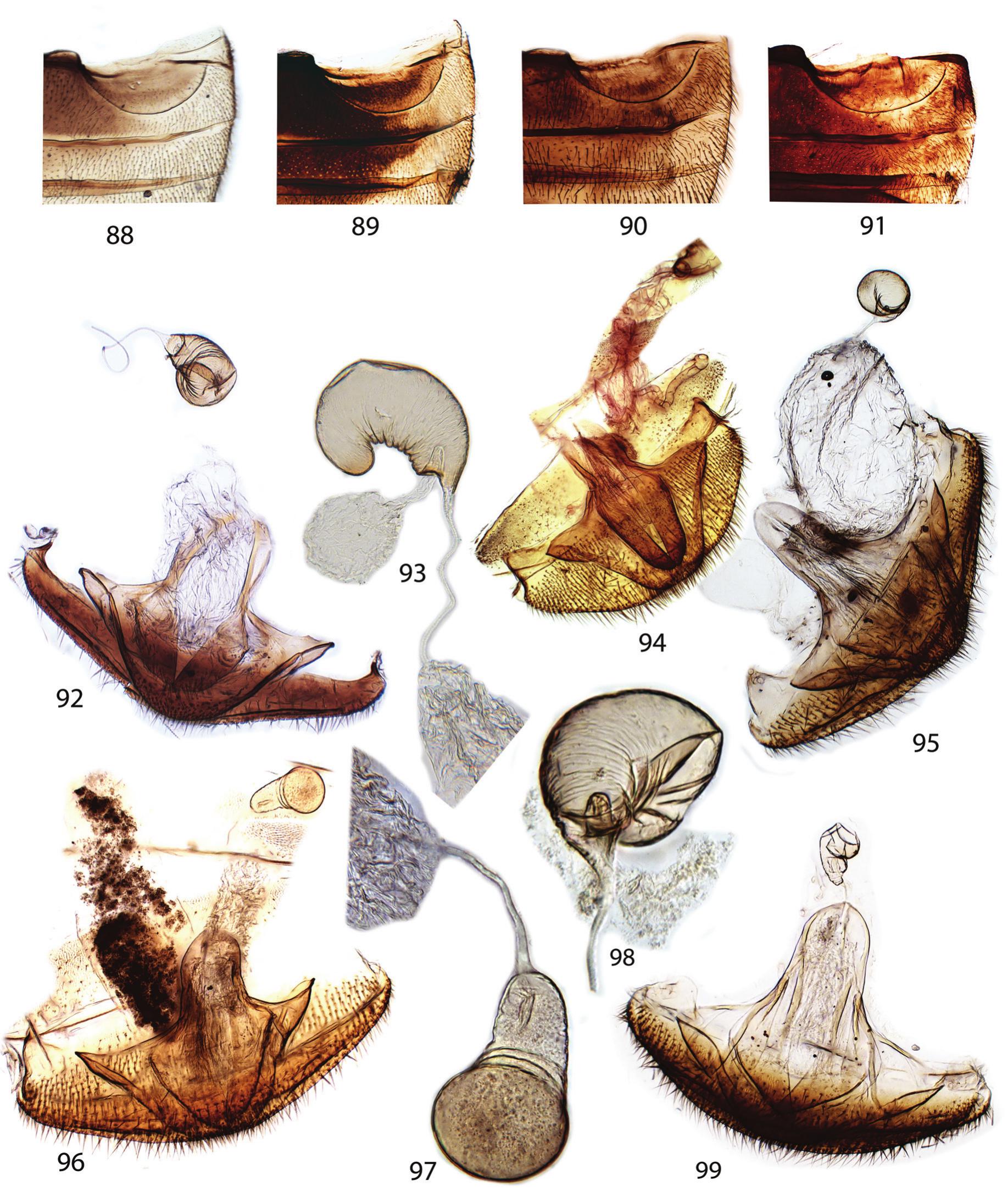 Revision Of The Australian Coccinellidae Coleoptera Genus Novius Mulsant Of Tribe Noviini