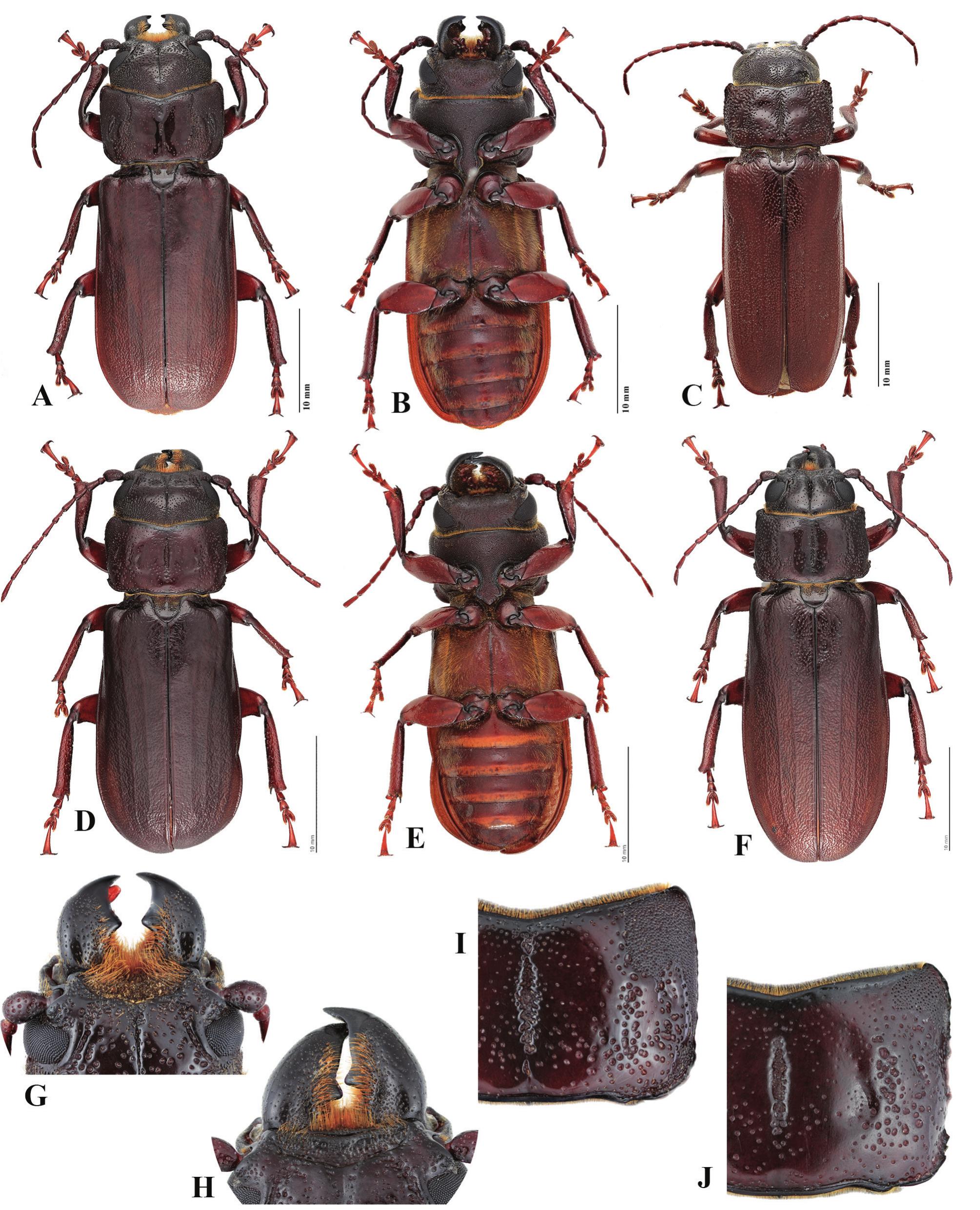 A Review Of The Australian Macrotomini Coleoptera Cerambycidae Prioninae