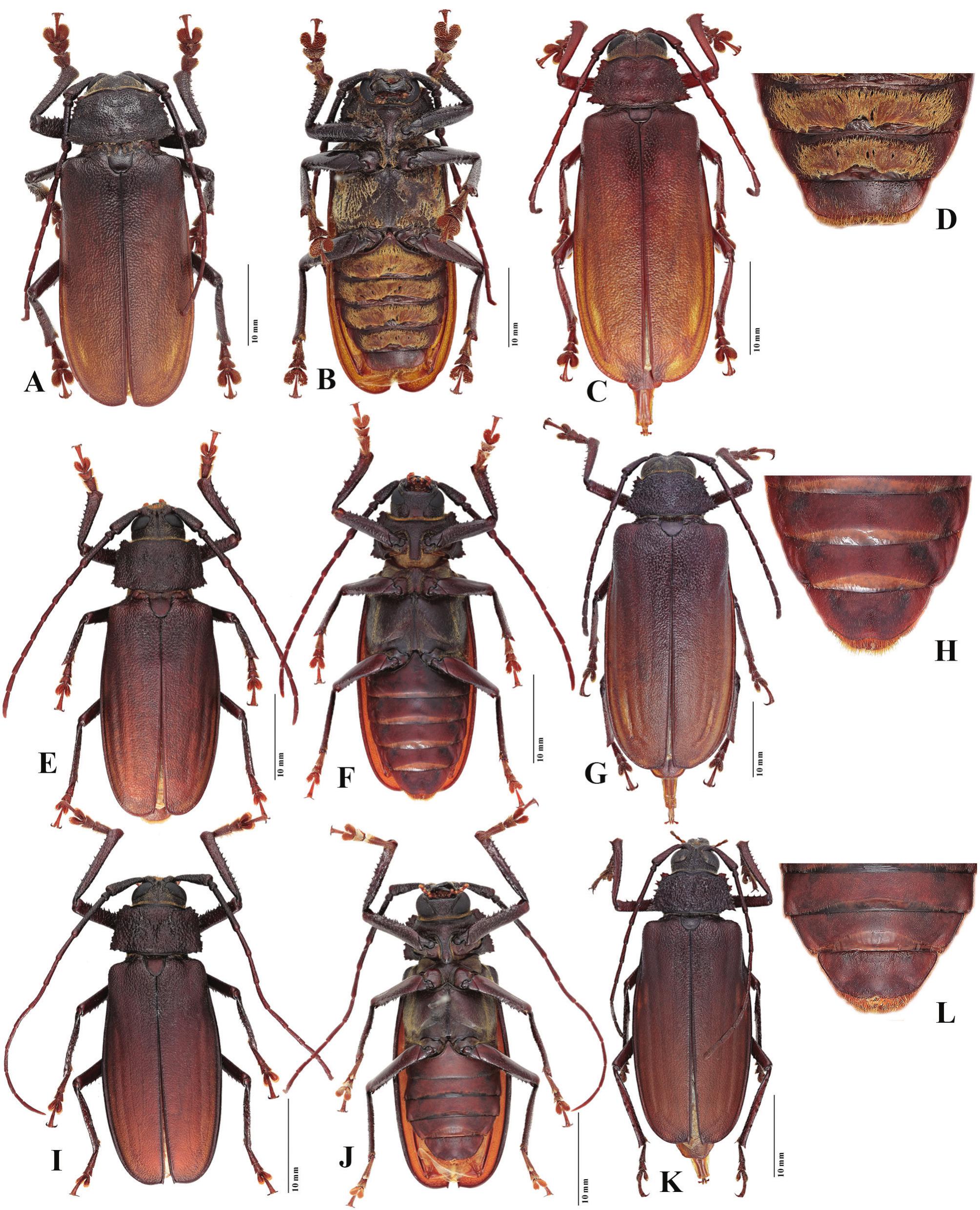 A Review Of The Australian Macrotomini Coleoptera Cerambycidae Prioninae
