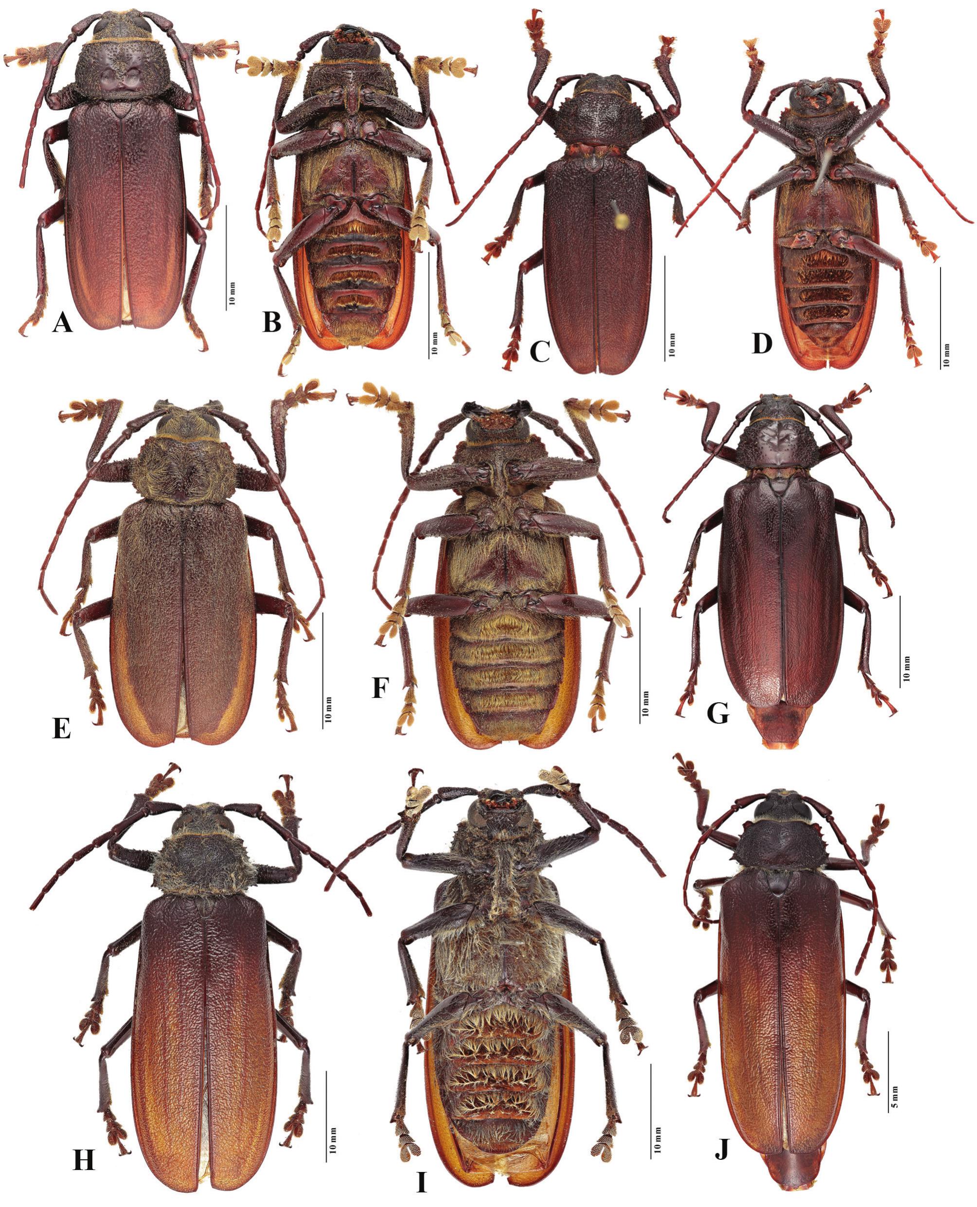 A Review Of The Australian Macrotomini Coleoptera Cerambycidae Prioninae