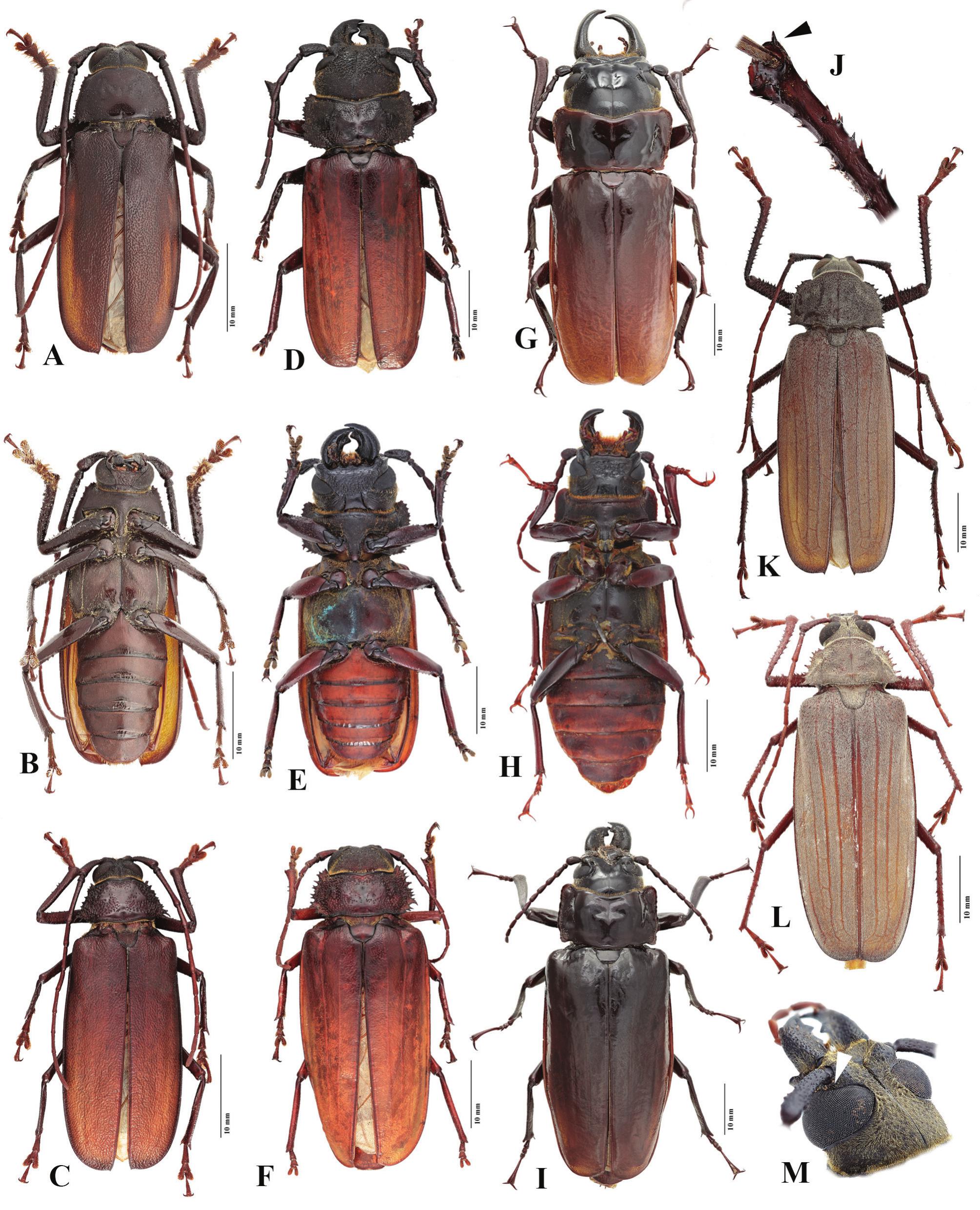 A Review Of The Australian Macrotomini Coleoptera Cerambycidae Prioninae