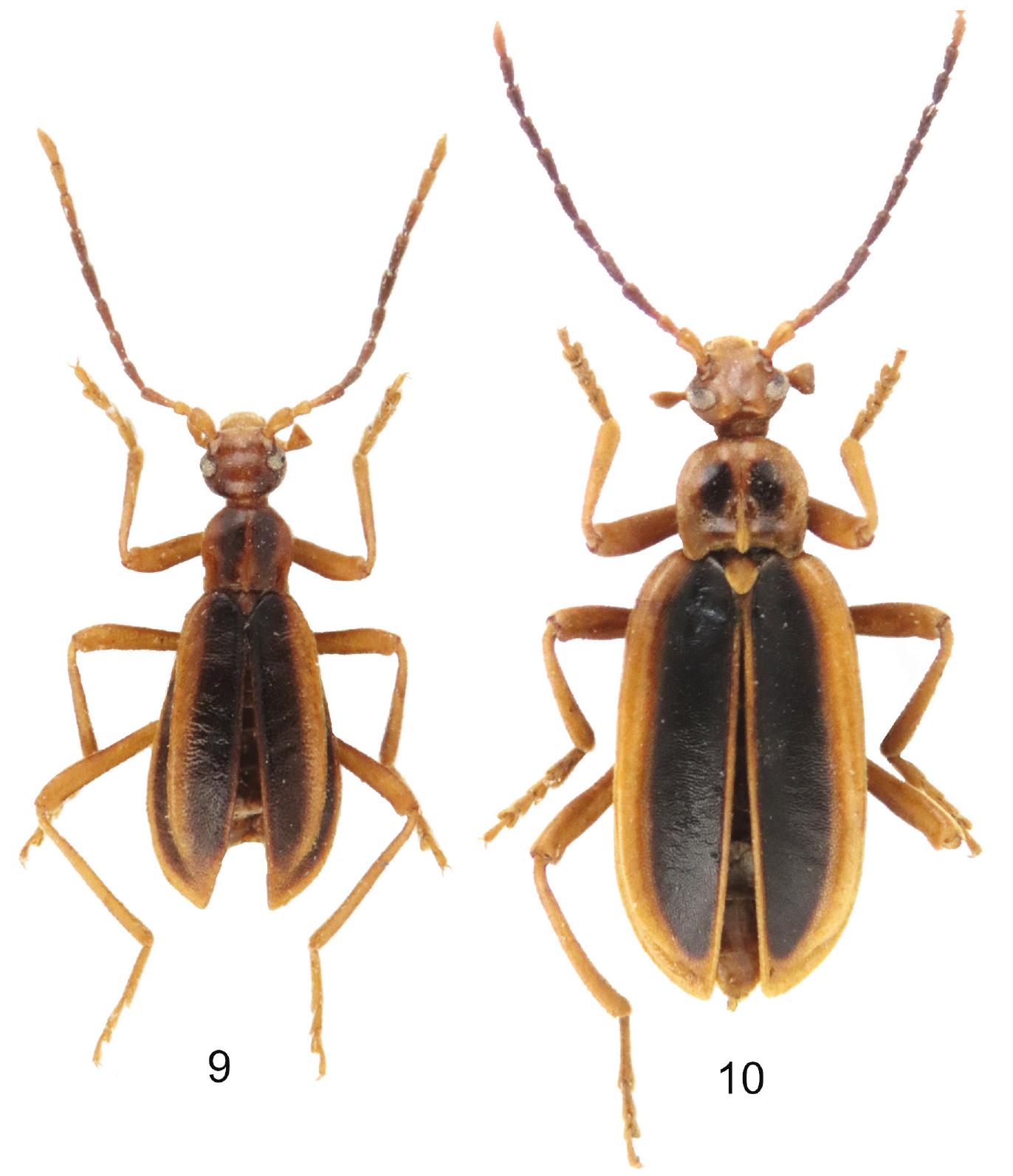 New East Asian Species of Ischaliidae (Insecta: Coleoptera), with ...