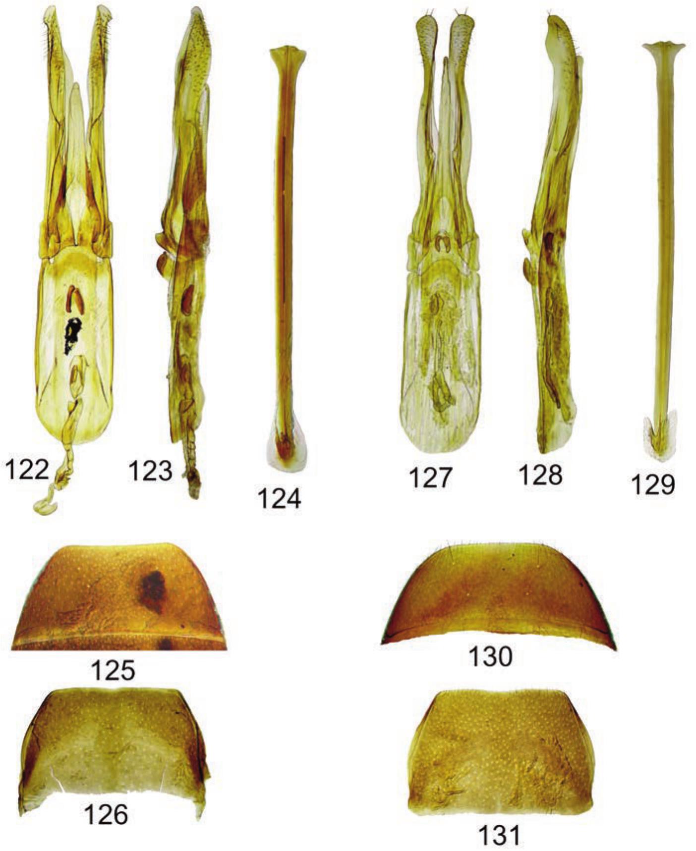 Review Of The Chilean Anthicidae Sensu Lato Insecta Coleoptera With Critical Notes On The Lemodinae And Tomoderinae New Descriptions And Synonyms