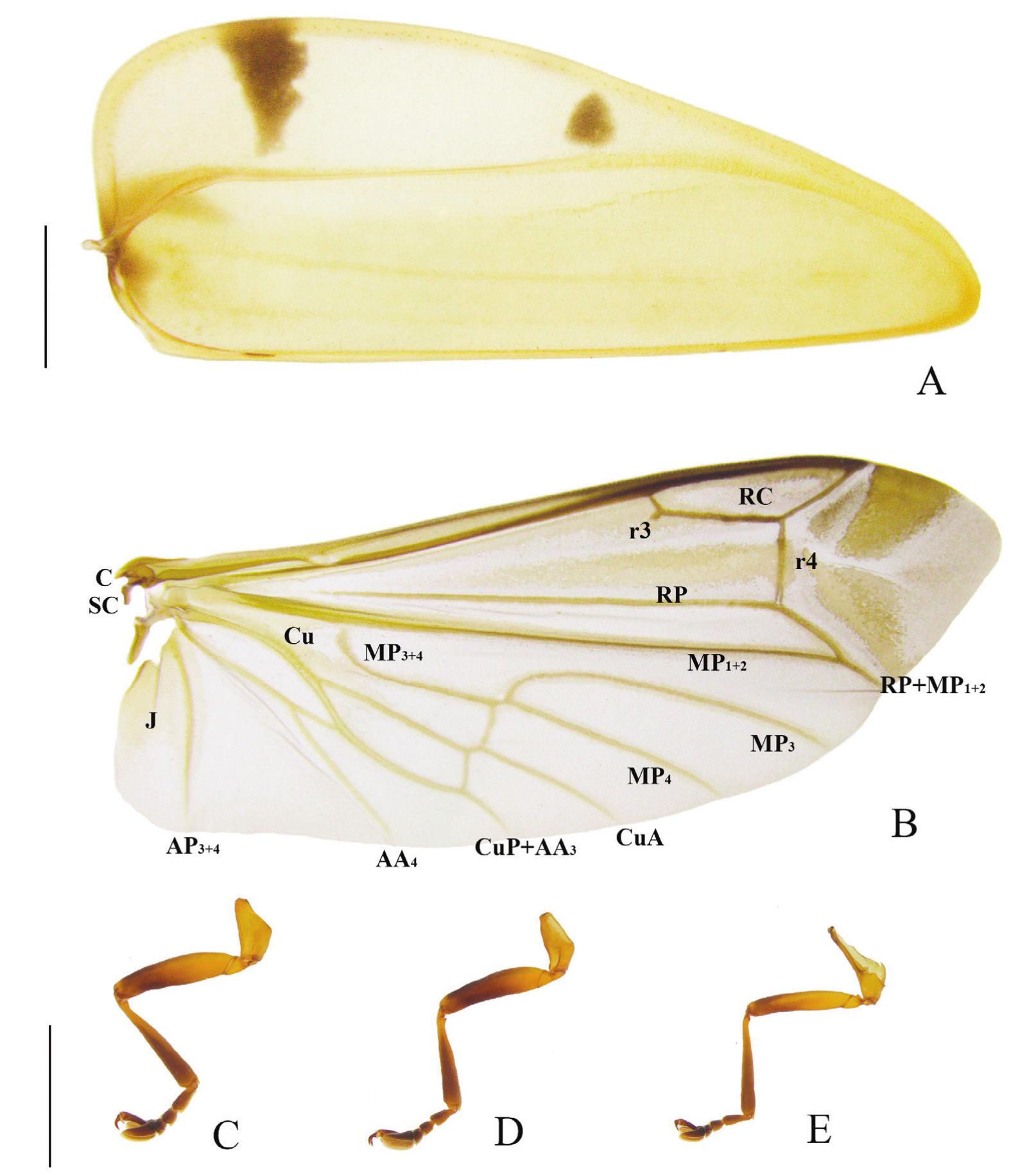 Lights Ahead Morphology And Life Stages Of The Spotted Tortoise Firefly Aspisoma Sticticum Gemminger 1870 Fireflies With A Unique Extra Pair Of Lanterns On The Larval Pronotum Coleoptera Lampyridae