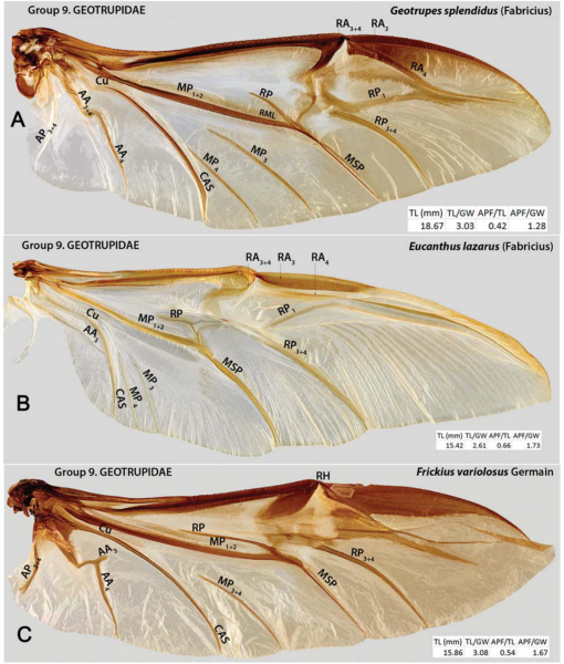 The Hind Wing of Coleoptera (Insecta): Morphology, Nomenclature