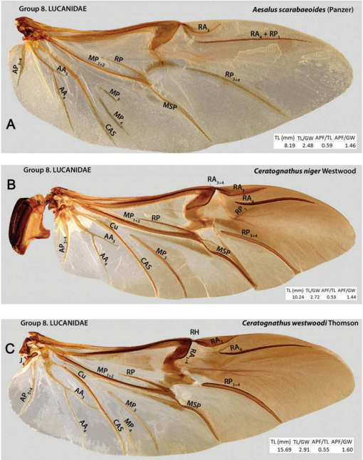 The Hind Wing of Coleoptera (Insecta): Morphology, Nomenclature