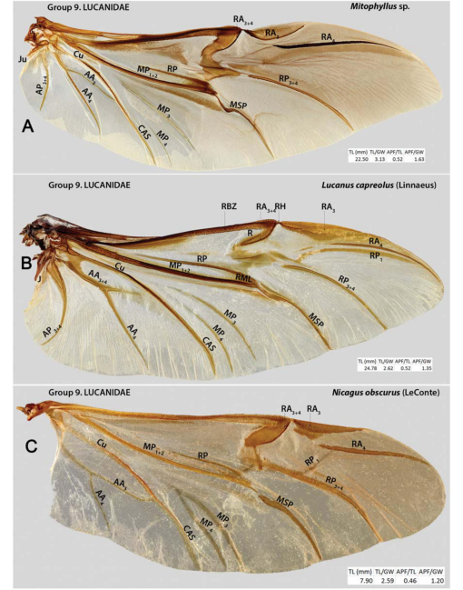 The Hind Wing of Coleoptera (Insecta): Morphology, Nomenclature