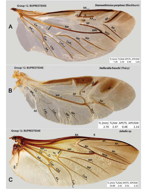 The Hind Wing of Coleoptera (Insecta): Morphology, Nomenclature