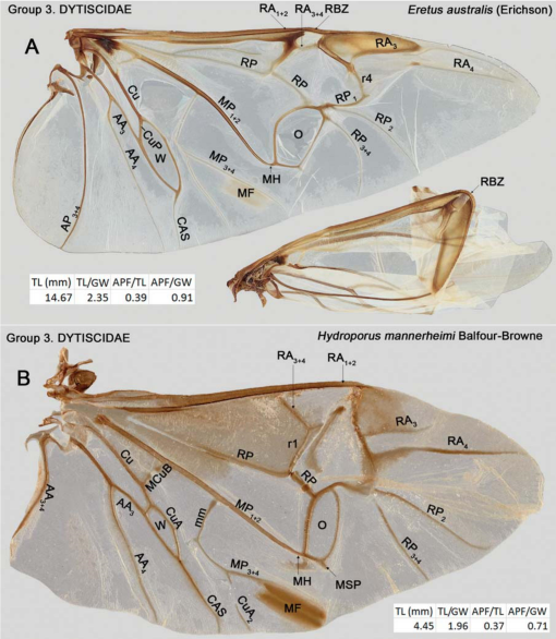 The Hind Wing of Coleoptera (Insecta): Morphology, Nomenclature