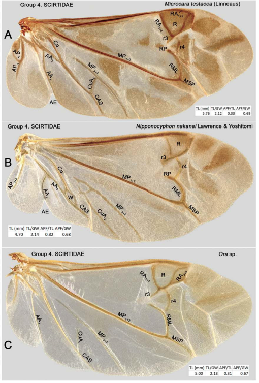 The Hind Wing of Coleoptera (Insecta): Morphology, Nomenclature and  Phylogenetic Significance: Part 2. Further Discussion, Histeroidea,  Bostrichoidea to Curculionoidea