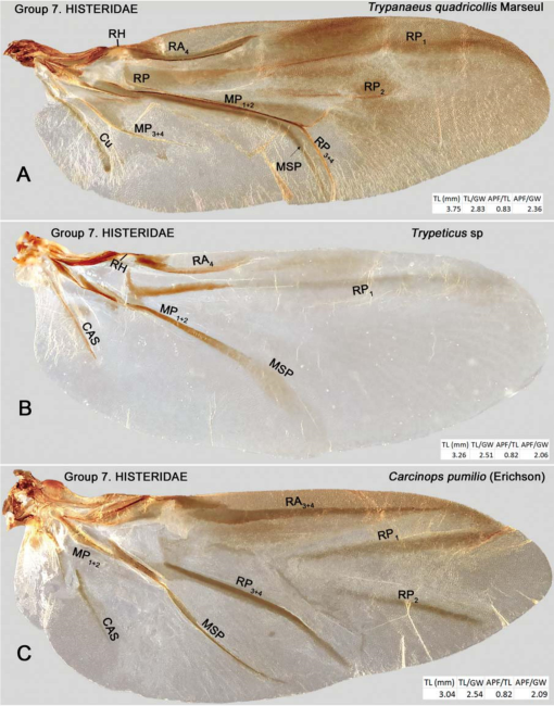 The Hind Wing of Coleoptera (Insecta): Morphology, Nomenclature