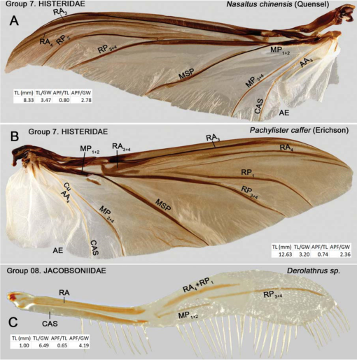 The Hind Wing of Coleoptera (Insecta): Morphology, Nomenclature