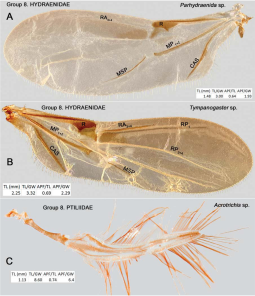 The Hind Wing of Coleoptera (Insecta): Morphology, Nomenclature and  Phylogenetic Significance: Part 2. Further Discussion, Histeroidea,  Bostrichoidea to Curculionoidea