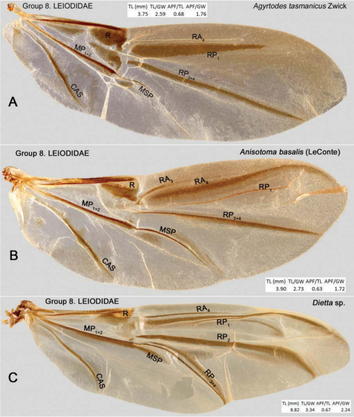 The Hind Wing of Coleoptera (Insecta): Morphology, Nomenclature