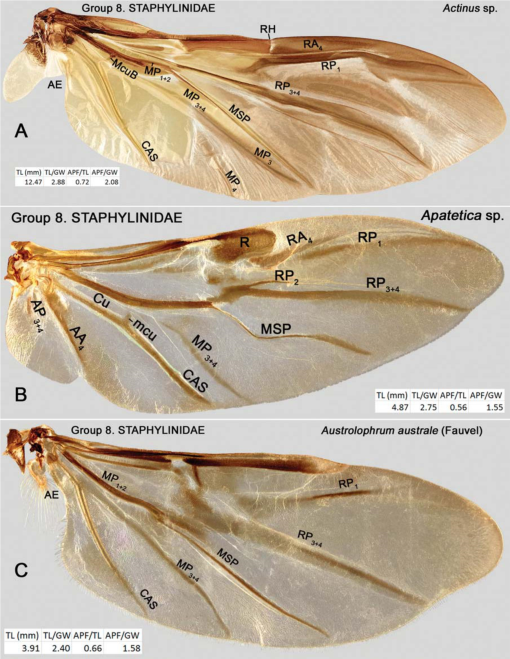 The Hind Wing of Coleoptera (Insecta): Morphology, Nomenclature