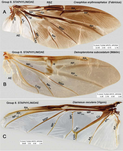 The Hind Wing of Coleoptera (Insecta): Morphology, Nomenclature